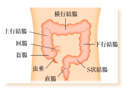 大腸図